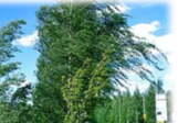 0201d0p0-b3ee-161x112.png