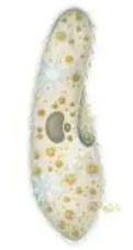 0201diq0-f640-121x228.png