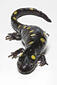 0201dm0l-15d9-57x85.jpg