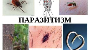 (Копія) 11клас Паразитизм