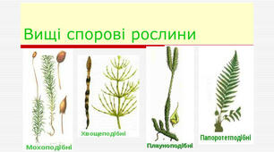  6 клас Вищі спорові рослини