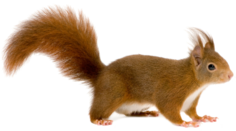 0201duzw-5f2a-236x131.png