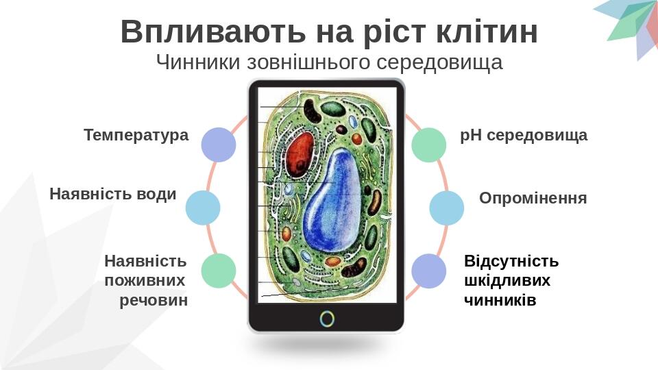 Впливають на ріст клітин Чинники зовнішнього середовища рН середовища Опромінення Відсутність шкідливих чинників Температура Наявність води Наявніс...