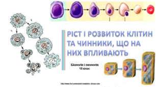 Презентація "Ріст і розвиток клітин"