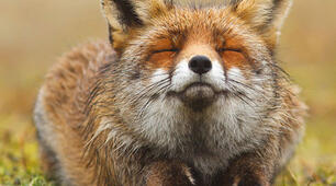 Конспект уроку літературного читання у 4 класі. Григір Тютюнник "Ласочка".