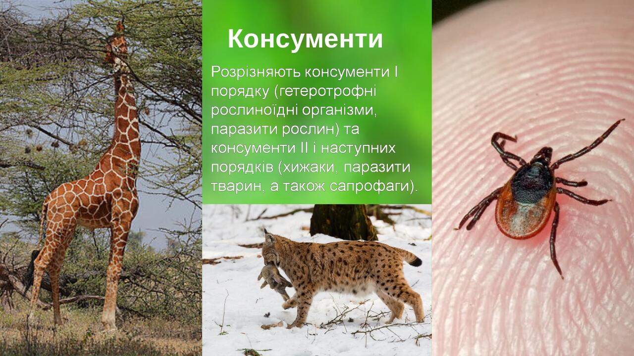 0 Консументи Your Picture Here Your Picture Here Your Picture Here