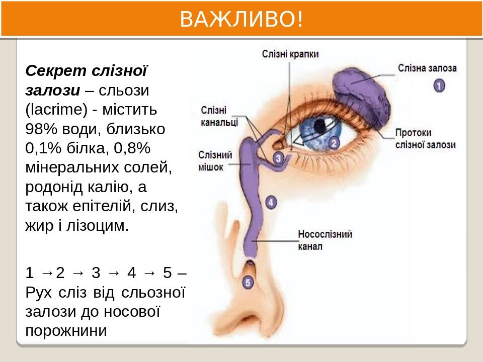 Анатомія ока. Провідні шляхи зорового аналізатора (презентація до ...