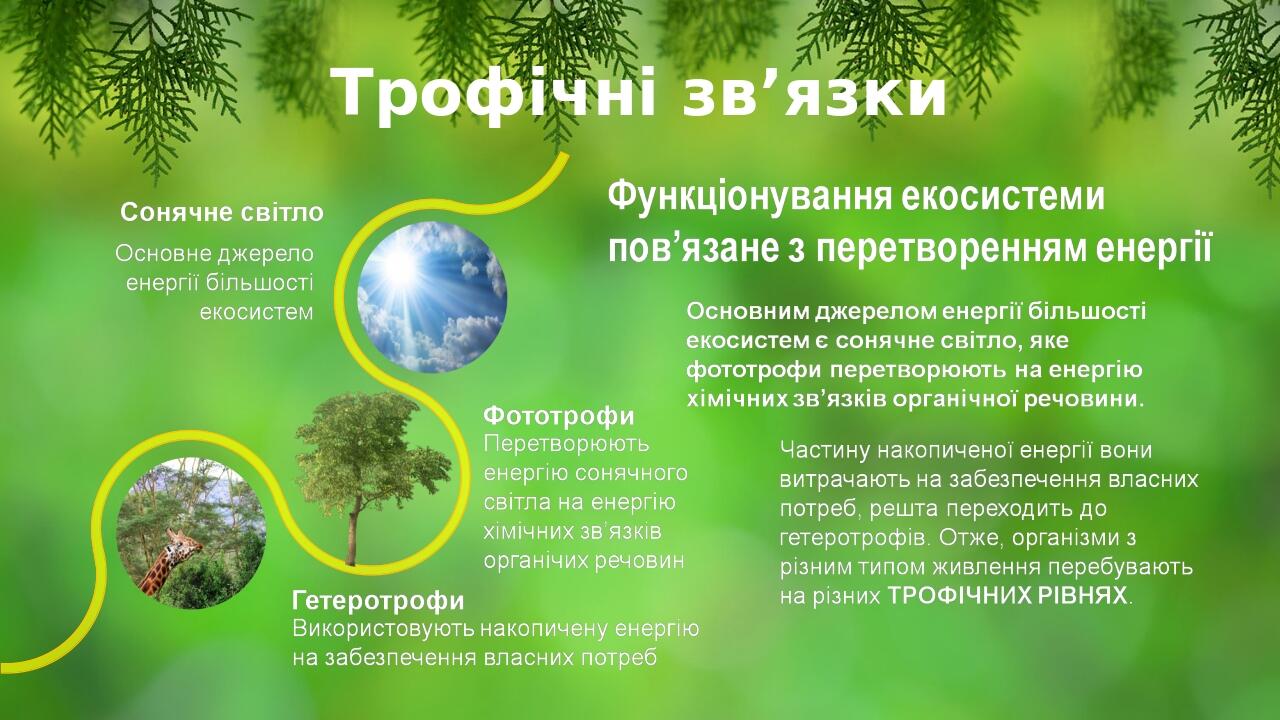 Трофічні зв’язки BASIC LAYOUT