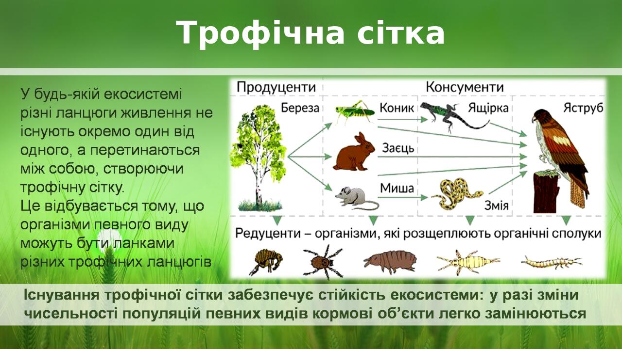 Трофічна сітка BASIC LAYOUT Place Your Picture Here