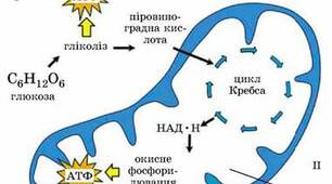 Енергетичний обмін