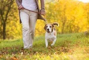 Benefits of Walking Your Dog and Why It's Necessary