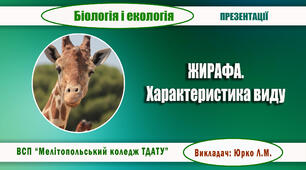 Презентація з  біології "Жирафа. Характеристика виду"