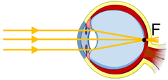 0201f1nt-1c07-242x115.png