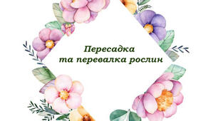 Пересадка та перевалка рослин