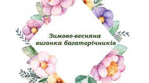 Зимово-весняна вигонка багаторічників
