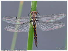 0201f8in-8508-234x177.jpg