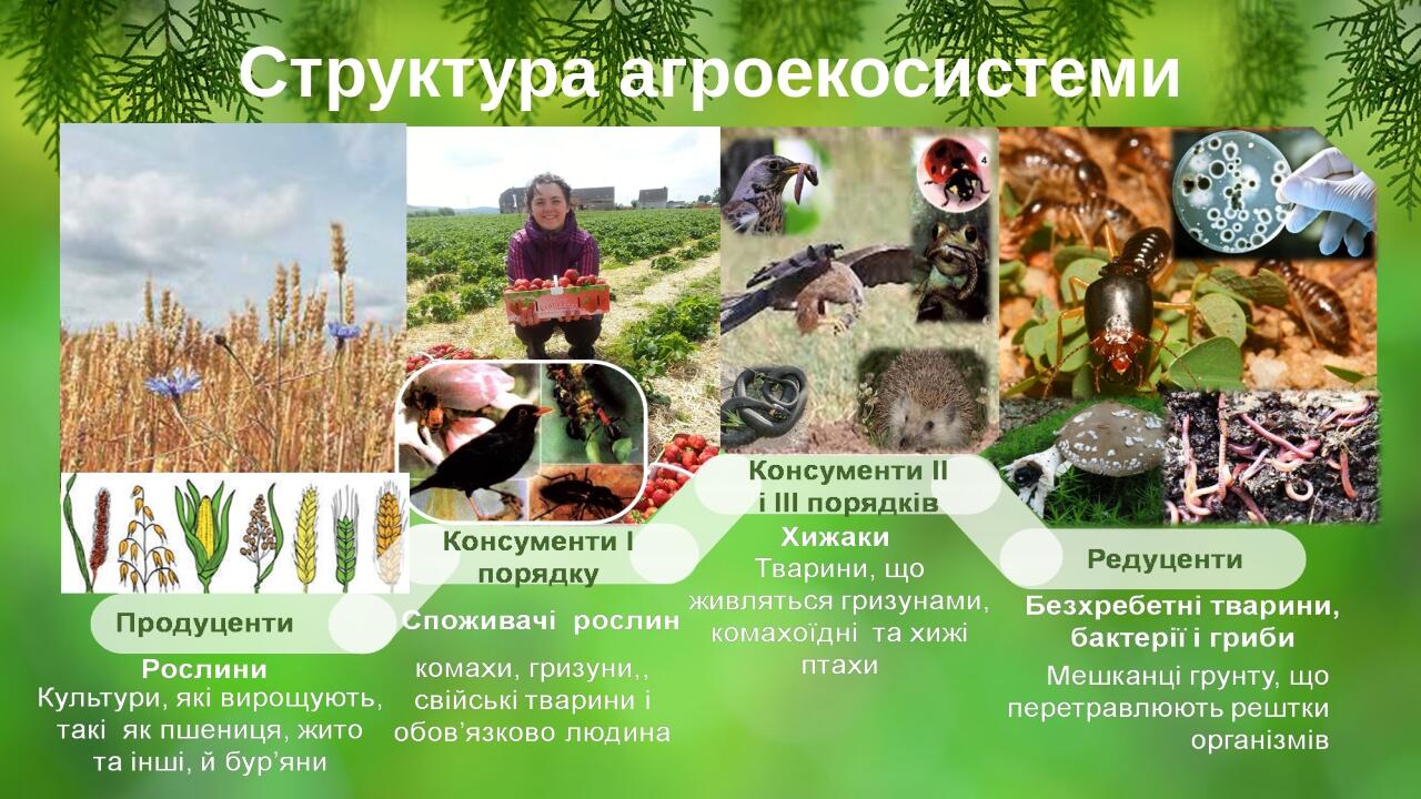 Структура агроекосистеми BASIC LAYOUT