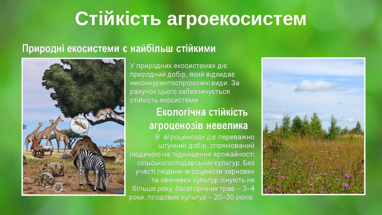 Стійкість агроекосистем BASIC LAYOUT Place Your Picture Here Place Your Picture Here