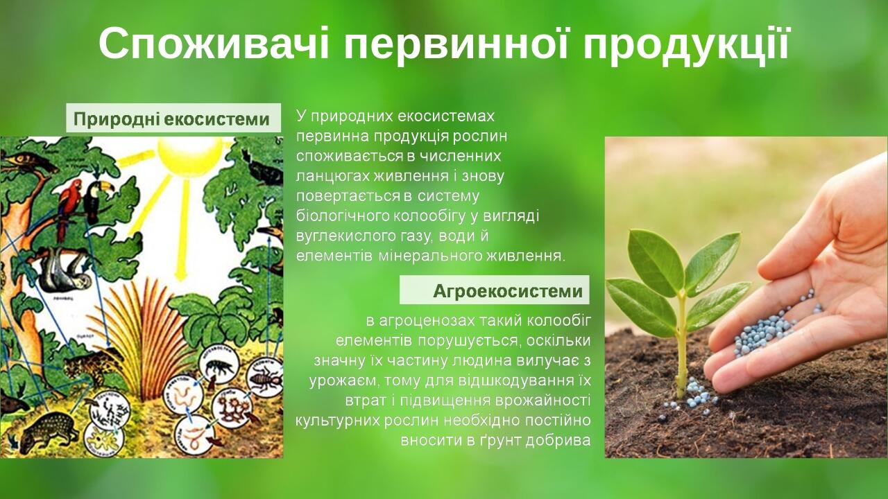 Споживачі первинної продукції Your Picture Here Your Picture Here BASIC LAYOUT