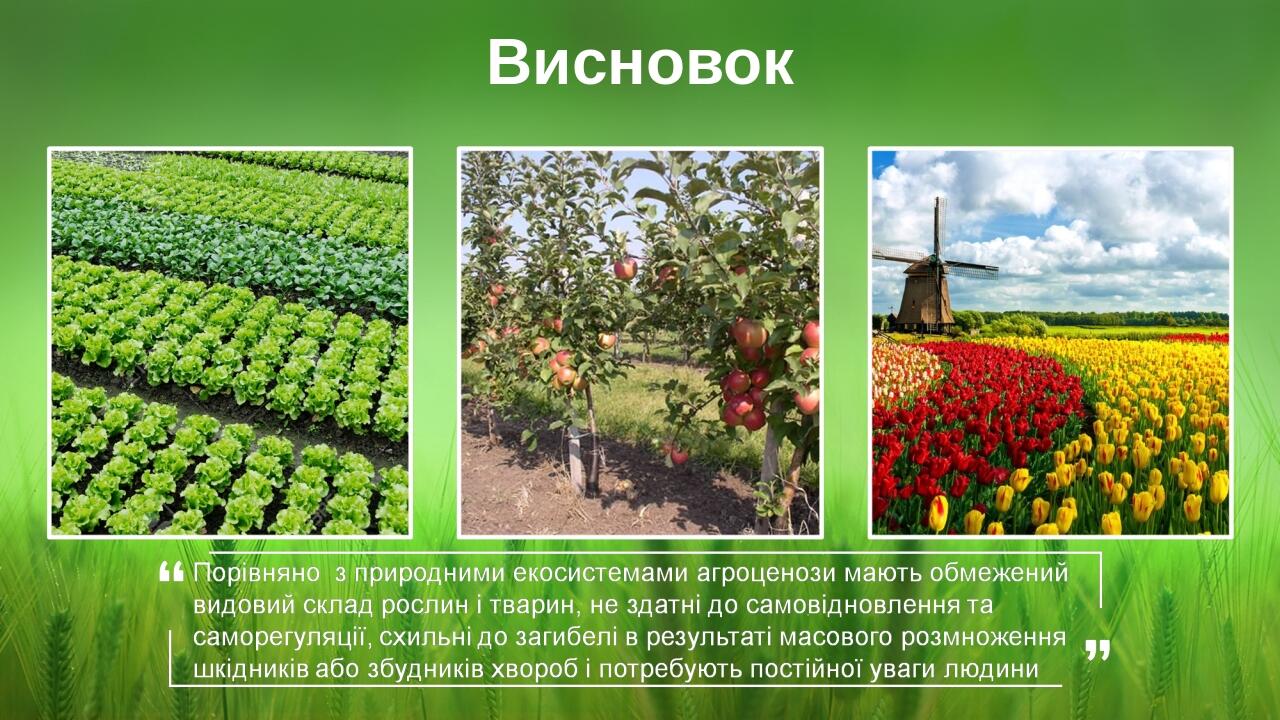 Висновок BASIC LAYOUT