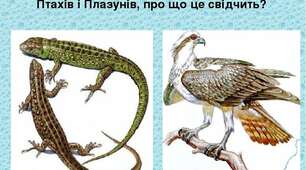 Клас Плазуни. Клас Птахи.