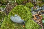 Зеленый мох на камне стоковое изображение. изображение насчитывающей парк - 58159509