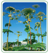 0201fk8f-f79f-100x113.png