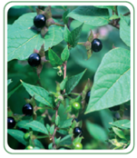 0201fk8v-59b2-193x222.png