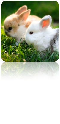 0201fqqp-67a3-202x417.png