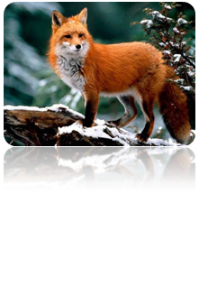 0201fqqt-fe98-221x327.png