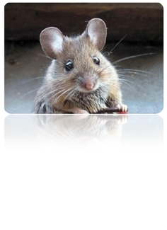 0201fqqy-a625-236x325.png