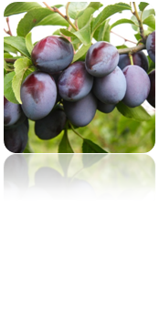 0201fqro-9104-174x339.png