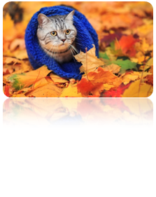 0201fqru-78c5-223x281.png
