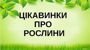 Вебквест «Зелене диво Землі”