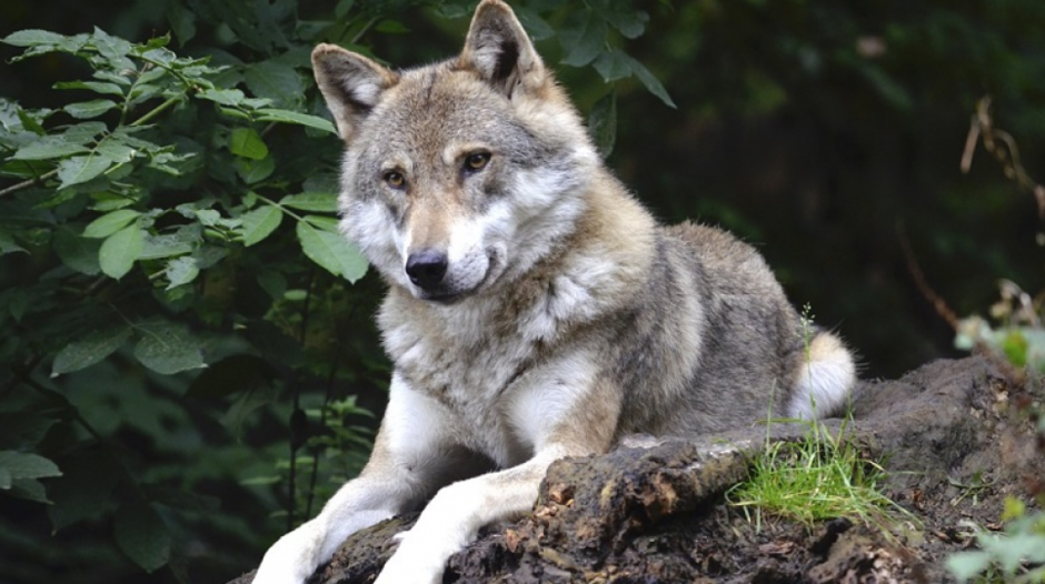 У Києві жінка у квартирі тримала диких вовків, лисиць, борсуків (ВІДЕО) | GreenPost