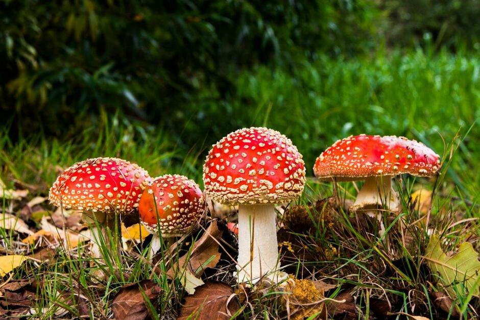 Народне свято 28 листопада / фото pixabay.com