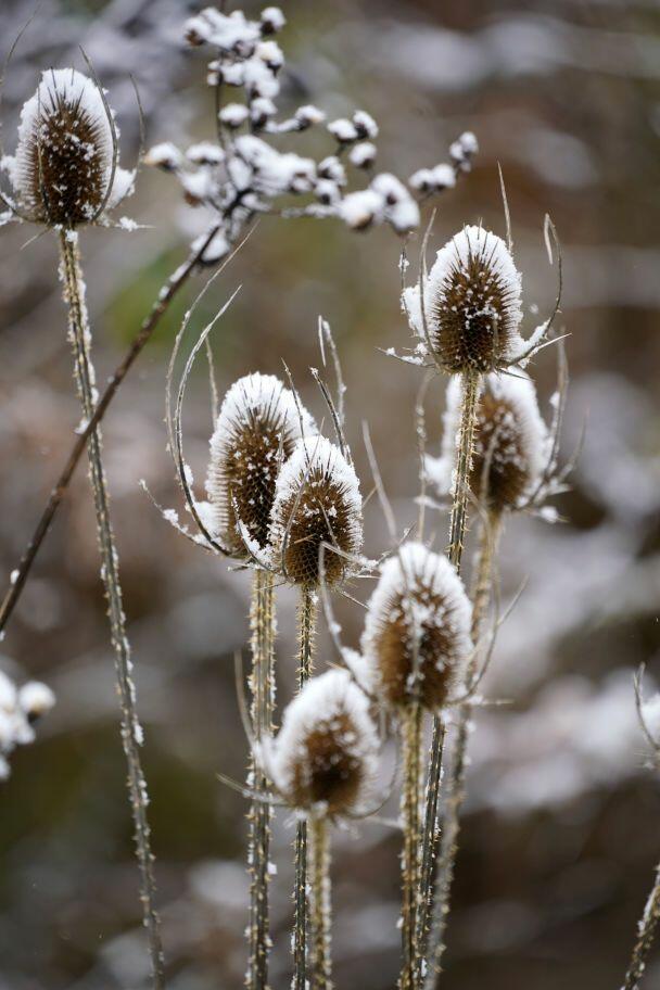 © Associated Press