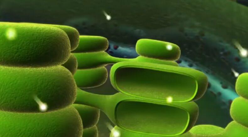 Впервые в науке искусственные клетки научили полноценному фотосинтезу - ЭкоТехника
