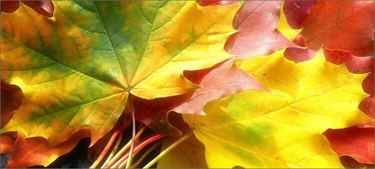 Почему желтеют листья деревьев летом и осенью. Почему листья желтеют осенью? Узнаем! Почему желтеют и опадают листья