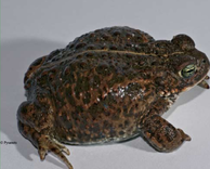 Червона книга України. Ропуха очеретяна Bufo calamita Laurenti, 1768