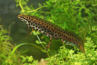 Тритон - Lissotriton vulgaris - Раки и крабы, тритоны и лягушки - Nano Fish