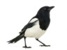 0201g27g-0219-96x72.png
