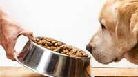 Feds spent $10G on dog urine research 2 days after first US coronavirus death | Fox News