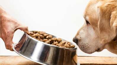 Feds spent $10G on dog urine research 2 days after first US coronavirus death | Fox News