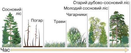 Екологічні сукцесії. Закономірності сукцесій | Урок на 5 завдання. Біологія і екологія