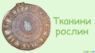 Підсумкові тести.  Основні процеси життєдіяльності квіткових рослин. Тканини рослин