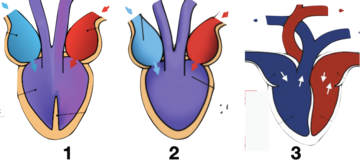 0201glyd-ecc4-360x167.png