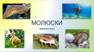 Молюски