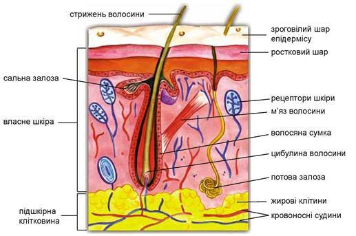 Будова шкіри та її функції » Шкільні Підручники