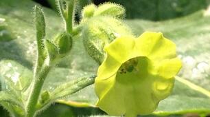 Тест "Nicotiana tabacum"